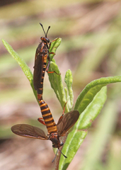 Phyllomydas parvulus