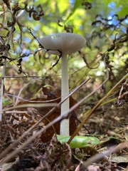Amanita vaginata