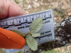 Quercus chrysolepis