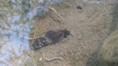 Potamopyrgus antipodarum