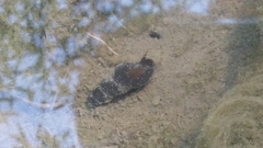 Potamopyrgus antipodarum