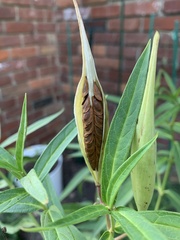 Asclepias incarnata