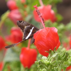 Chioides albofasciatus