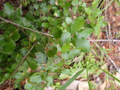 Quercus chrysolepis