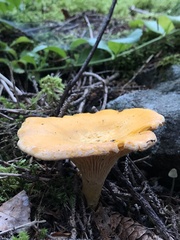 Cantharellus enelensis