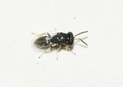 Eurytomidae