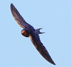 Hirundo rustica