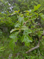 Quercus garryana semota