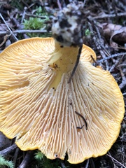 Cantharellus enelensis
