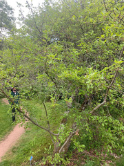 Quercus garryana semota