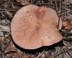 Tylopilus rubrobrunneus