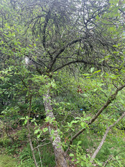 Quercus garryana semota