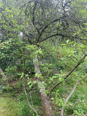 Quercus garryana semota