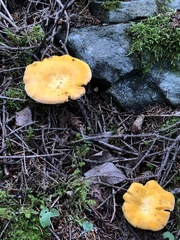 Cantharellus enelensis