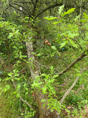 Quercus garryana semota