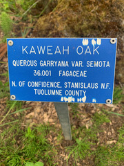 Quercus garryana semota