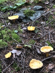 Cantharellus enelensis