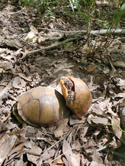 Terrapene carolina triunguis