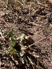 Trimerotropis pallidipennis