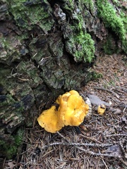 Cantharellus enelensis