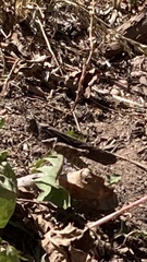 Trimerotropis pallidipennis