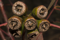 Eucalyptus sporadica