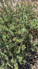 Salsola kali