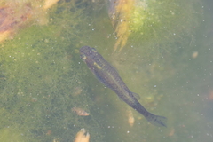 Poeciliidae