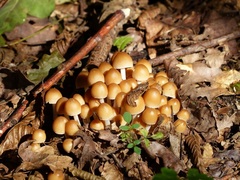 Britzelmayria multipedata