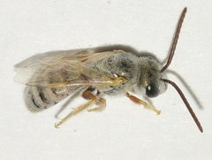 Halictus vestitus
