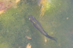 Poeciliidae