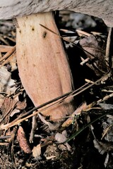 Tylopilus rubrobrunneus