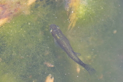 Poeciliidae