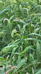 Setaria faberi