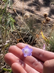 Campanula rotundifolia