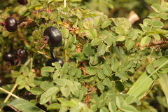 Rosa spinosissima