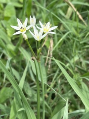 Amaryllidaceae