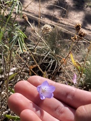 Campanula rotundifolia
