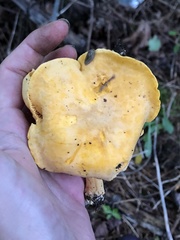 Cantharellus enelensis