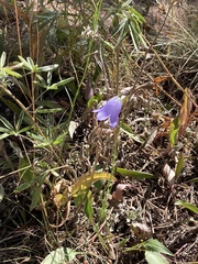 Campanula rotundifolia