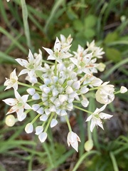 Allium tuberosum