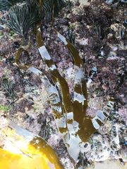 Saccorhiza polyschides