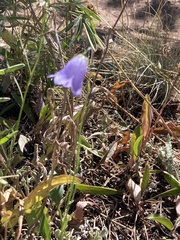Campanula rotundifolia