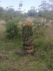Ferocactus herrerae