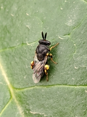 Brachymeria tibialis