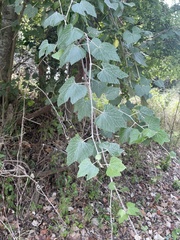 Vitis mustangensis
