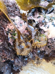 Saccorhiza polyschides