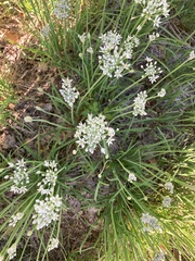 Allium tuberosum