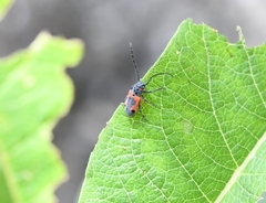 Tetraopes umbonatus