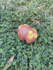 Xerocomus subtomentosus